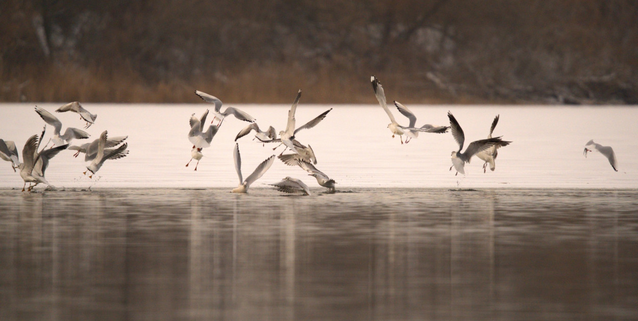 Zima w Kruszwicy nad Gopłem w obiektywie Żanety Kowalskiej