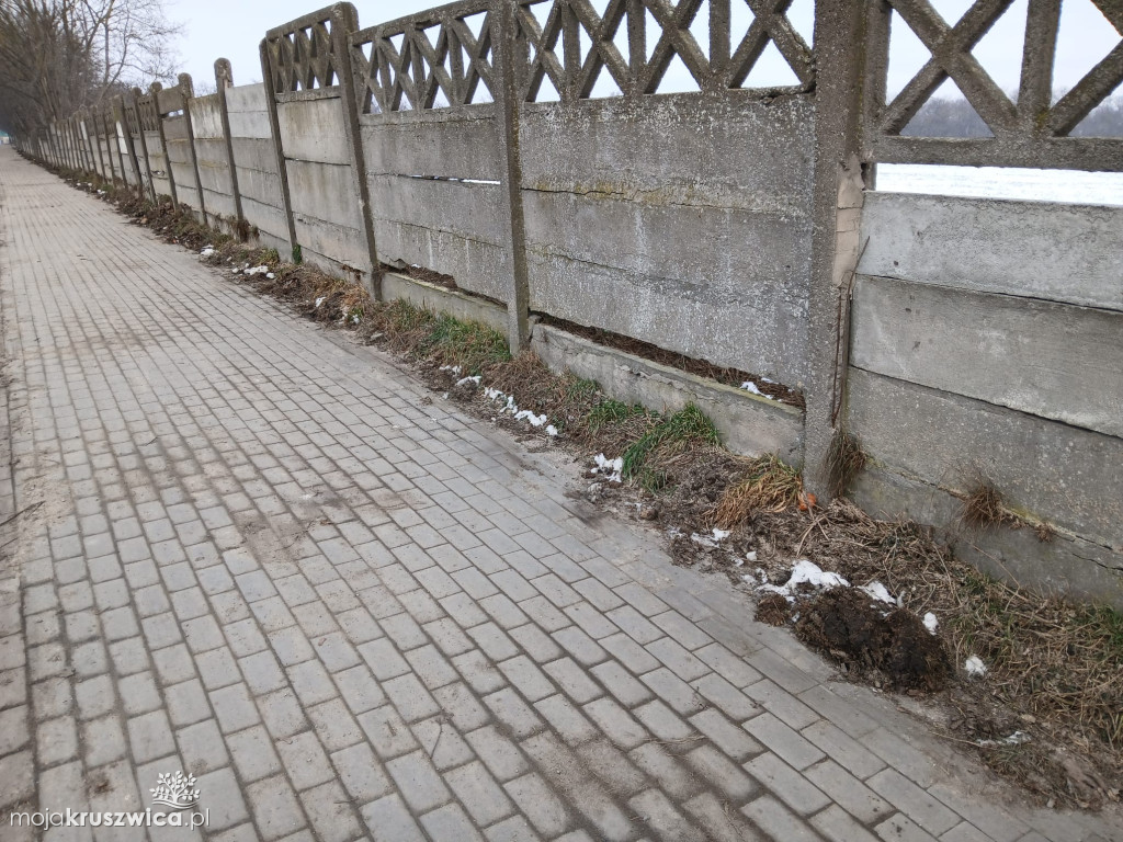 Radny złożył interpelację w sprawie ogrodzenia przy drodze krajowej w Kobylnikach