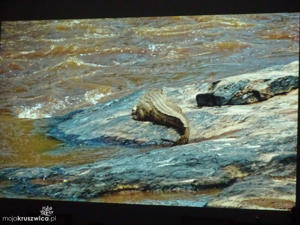 „Przywitanie z Afryką” w Kruszwicy pełne niezywkłych opowieści [ZDJĘCIA}