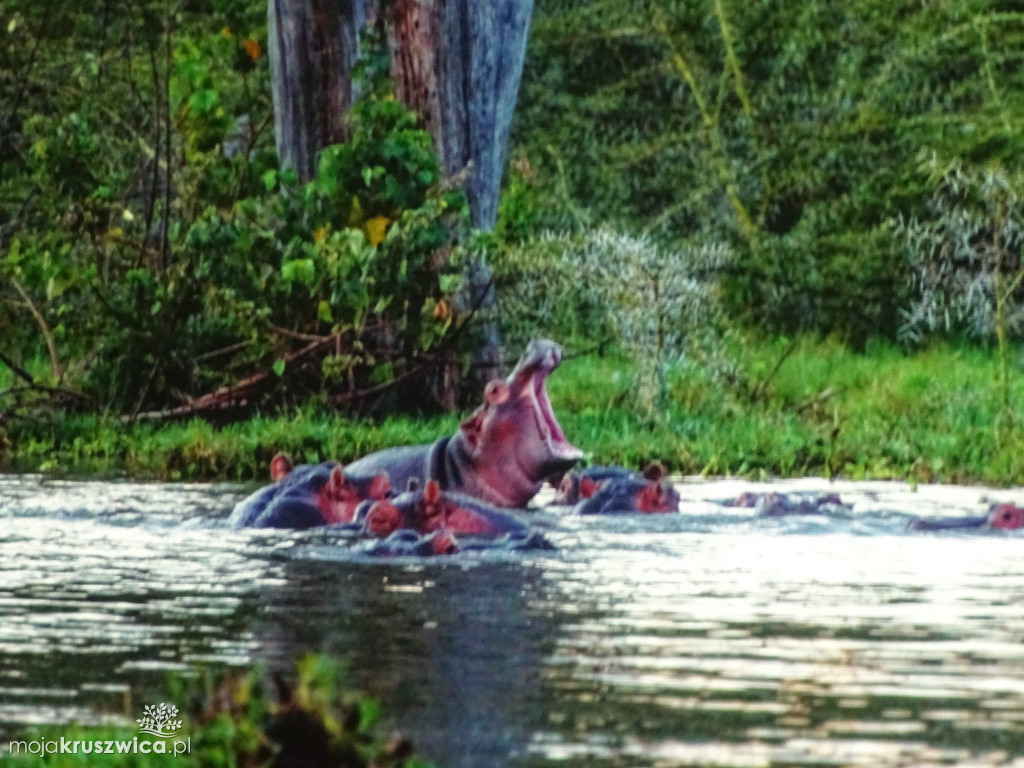 „Przywitanie z Afryką” w Kruszwicy pełne niezywkłych opowieści [ZDJĘCIA}