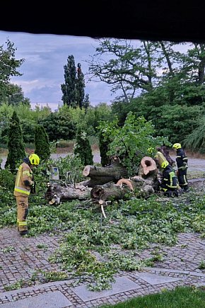 Wichura zniszczyła nie tylko drzewo przy Kolegiackiej, ale i kawałek historii-5419