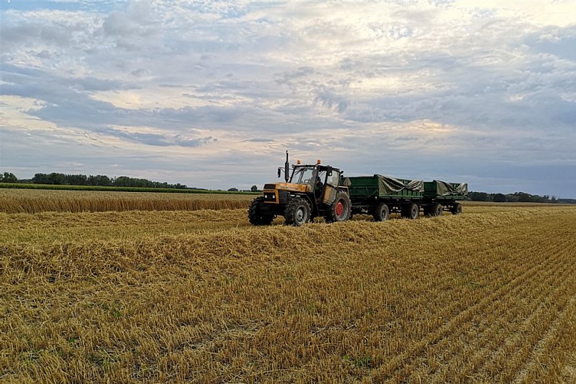 #Żniwa 2025 w KomRol Kobylniki - fotorelacja cz. 2