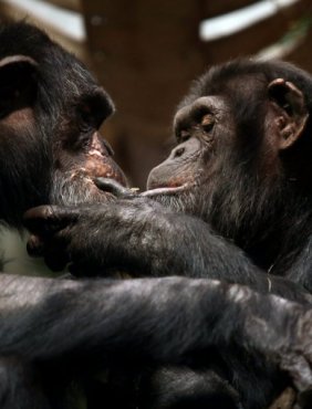 Naukowcy: szympansy "budują zdania"-20211