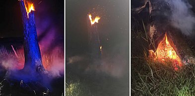 W Karczynie doszło do pożaru drzew i trawy-32089