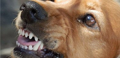 Ostrowo: Dzisiaj szczepienie psów przeciwko wściekliźnie dla osób zainteresowanych-32192