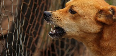 Chełmce. Szczepienie psów przeciwko wściekliźnie już 11 maja-32253