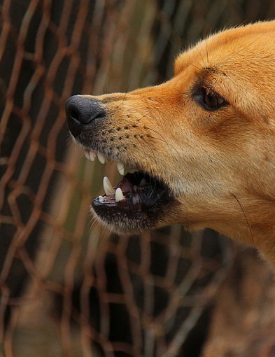 Chełmce. Szczepienie psów przeciwko wściekliźnie już 11 maja-32253