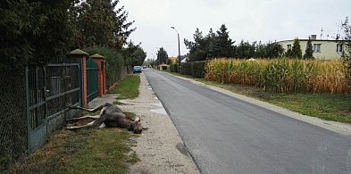 Na ulicy Dobrej w Kruszwicy mieszkańcy znaleźli martwego łosia-32412