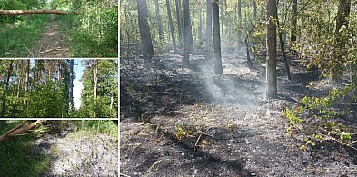  REGION: Zerwana linia energetyczna przyczyną pożaru poszycia leśnego-32464
