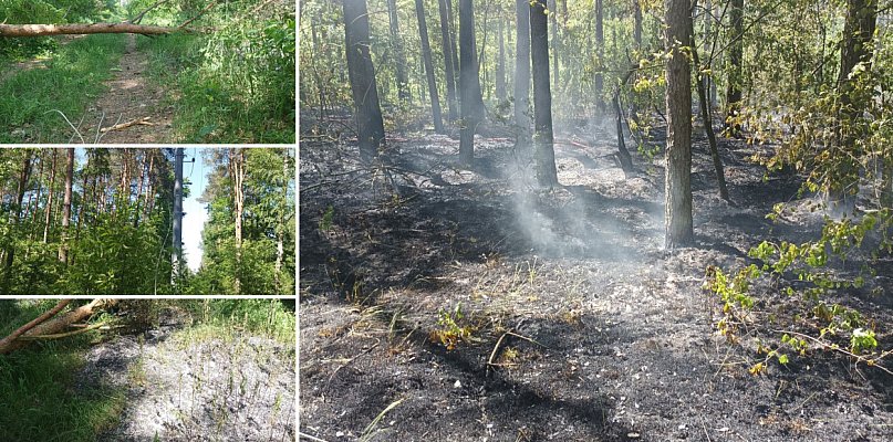  REGION: Zerwana linia energetyczna przyczyną pożaru drzewa i poszycia leśnego - 32464