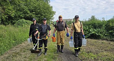 Trwają prace przy oczyszczaniu drogi leśnej między Pszeniczną a Gocanowem-33241