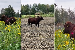 Strażacy wzięli udział w poszukiwaniach i schwytaniu... byka-36537