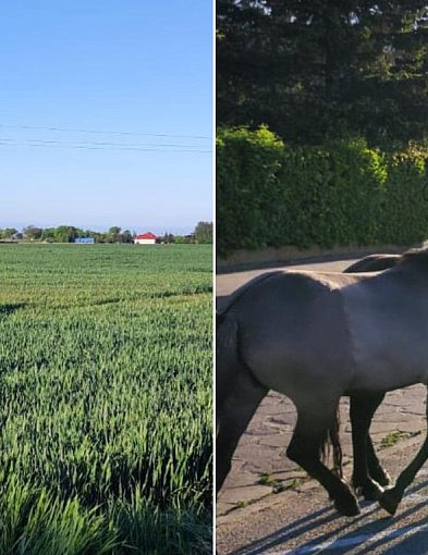 Konie zatrzymane. Nietypowa interwencja policji-42035