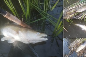 W Gocanowie pod Kruszwicą ryby unoszą się brzuchem do góry [ALERT INTERNAUTY]-42682