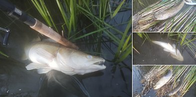 W Gocanowie pod Kruszwicą ryby unoszą się brzuchem do góry [ALERT INTERNAUTY]-42682