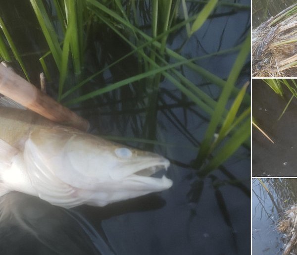 W Gocanowie pod Kruszwicą ryby unoszą się brzuchem do góry [ALERT INTERNAUTY]-42682