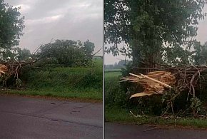 Natura zrobiła porządek z drzewem przy drodze w Lachmirowicach-42850