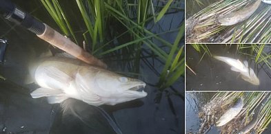 Co dzieje się z rybami w Gocanowie? Sprawę przekazano Nadzorowi Wodnemu  -42904