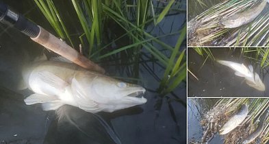 Co dzieje się z rybami w Gocanowie? Sprawę przekazano Nadzorowi Wodnemu  -42904