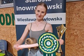 Kobylniki: Ponad 100 rasowych świnek morskich pod Kruszwicą-44945