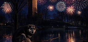 Apel mieszkanki w sprawie fajerwerków. Głos w obronie z