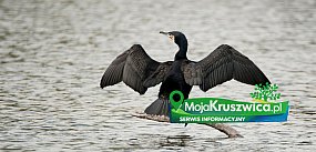 Dyskusja w grupie MojaKruszwica.pl: Kormorany nad Gopłe