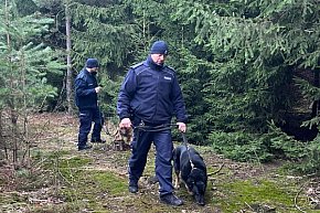 Kontrole legalności wycinki i posiadania choinek-6166
