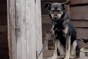 Posłowie szykują nowy zakaz. Dotknie wielu właścicieli psów-45981