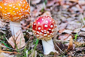 Toksykolog: eksperymenty z muchomorami mogą skończyć się tragicznie-46624
