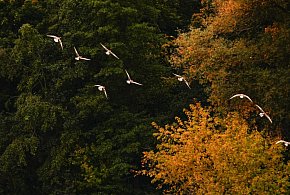 Hej Kruszwica! W jesieni prędko gdy liść z drzewa spadnie, to wkrótce zima będzie-46737