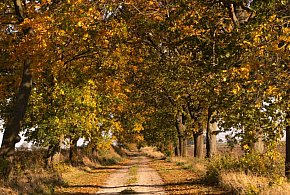 Hej Kruszwica! Gdy październik ciepło trzyma, zwykle mroźna bywa zima-46781