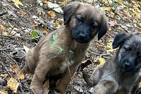 Kruszwica. Porzuciła psy i odpowie za znęcanie nad nimi-47117