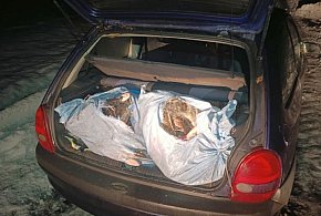 Racice: Zatrzymano kłusowników z samochodem pełnym ryb-47958