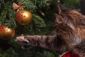 Uwaga! Ważny komunikat dla rencistów i emerytów z Cukrowni Kruszwica-47973