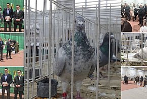 56. Wystawa Gołębi Pocztowych Okręgu Bydgoszcz w Kruszwicy [ZDJĘCIA]-48054