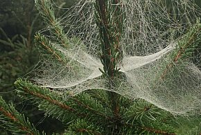 Kupujesz żywą choinkę na święta? Ten szczegół łatwo przeoczyć-48212