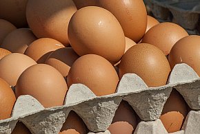 Salmonella wykryta w jajach! GIS wydał pilne ostrzeżenie-48375