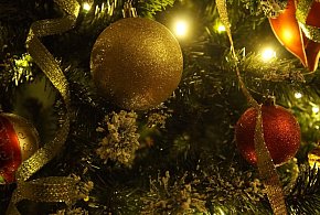 Choinki w donicach mogą zyskać drugie życie. Jest akcja UM Kruszwica-48715