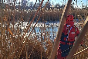 Zgłoszenie o łabędziach na lodzie. Służby interweniowały w Szarleju