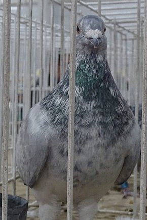 56. Wystawa Gołębi Pocztowych Okręgu Bydgoszcz w Kruszwicy [ZDJĘCIA]-6074