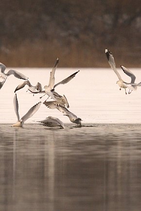 Zima w Kruszwicy nad Gopłem w obiektywie Żanety Kowalskiej-6186