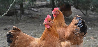 Rzekomy pomór drobiu w regionie. Wojewoda wprowadza obszary objęte ograniczeniami-47069