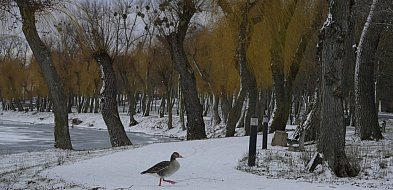 Zima w Kruszwicy nad Gopłem w obiektywie Żanety Kowalskiej-48901