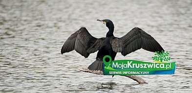 Dyskusja w grupie MojaKruszwica.pl: Kormorany nad Gopłem