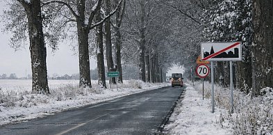 Sprawa wycinki drzew przy drodze Włostowo–Kruszwica rozpatrzona przez powiat?