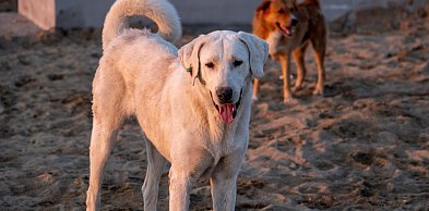 Eksperci są zgodni, że system opieki nad bezdomnymi zwierzętami trzeba zbudować
