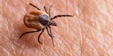 Objawy kleszczowego zapalenia mózgu – jakie symptomy powinny zaniepokoić?-45759