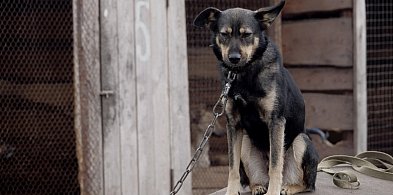Posłowie szykują nowy zakaz. Dotknie wielu właścicieli psów-45981