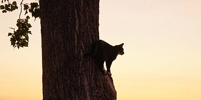 Hej Kruszwica! "Zawsze warto być człowiekiem, choć tak łatwo zejść na psy"-46503
