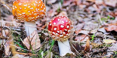 Toksykolog: eksperymenty z muchomorami mogą skończyć się tragicznie-46624
